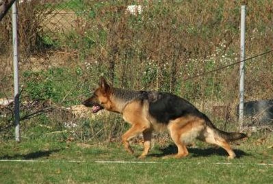 public/dog_images/653/1720773163.Dea Mater Domini.jpg